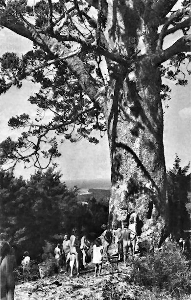 Members dwarfed by a kauri tree